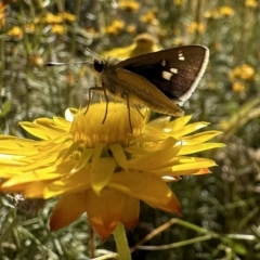 Trapezites luteus (Yellow Ochre, Rare White-spot Skipper) at Mount Ainslie - 16 Dec 2022 by Pirom