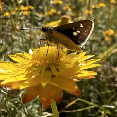 Trapezites luteus (Yellow Ochre, Rare White-spot Skipper) at Mount Ainslie - 16 Dec 2022 by Pirom