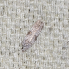 Anarsia molybdota (Wattle Shoot Moth) at O'Connor, ACT - 5 Dec 2022 by ibaird