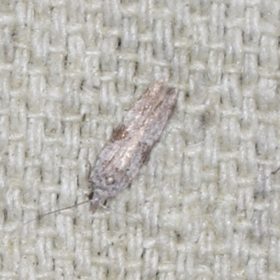 Anarsia molybdota (Wattle Shoot Moth) at O'Connor, ACT - 5 Dec 2022 by ibaird