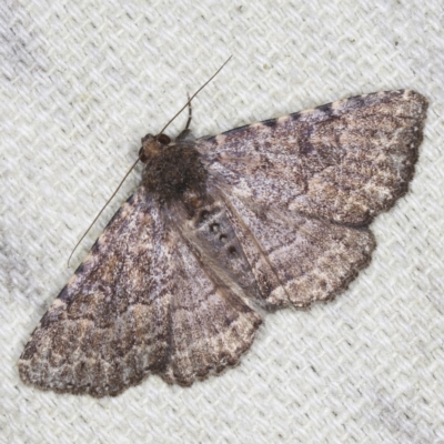 Diatenes aglossoides (An Erebid Moth) at O'Connor, ACT - 5 Dec 2022 by ibaird