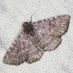 Diatenes aglossoides (An Erebid Moth) at O'Connor, ACT - 5 Dec 2022 by ibaird