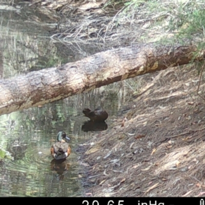 Anas castanea (Chestnut Teal) at Broulee Moruya Nature Observation Area - 8 Dec 2022 by LisaH