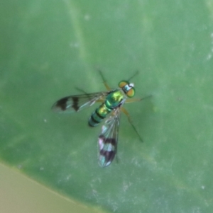 Dolichopodidae (family) at Moruya, NSW - suppressed