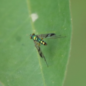 Dolichopodidae (family) at Moruya, NSW - suppressed