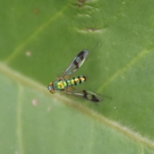 Dolichopodidae (family) at Moruya, NSW - suppressed