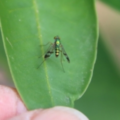 Dolichopodidae (family) at Moruya, NSW - suppressed