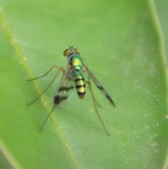 Dolichopodidae (family) at Moruya, NSW - suppressed