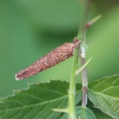 Unverified Case moth (Psychidae) by LisaH