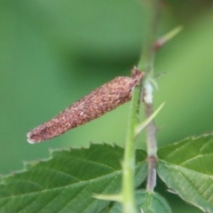 Unidentified Case moth (Psychidae) at Moruya, NSW - 16 Dec 2022 by LisaH