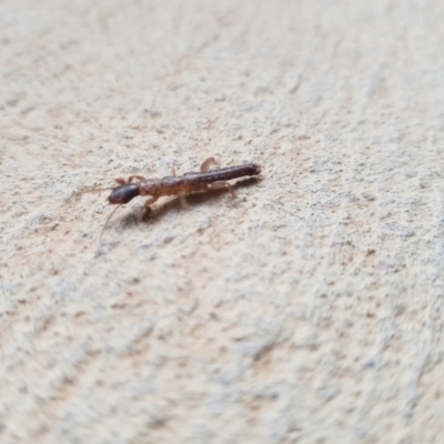 Embioptera sp. (order) (Unidentified webspinner) at Greenleigh, NSW - 16 Dec 2022 by danswell