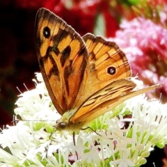 Heteronympha merope (Common Brown Butterfly) at Crooked Corner, NSW - 15 Dec 2022 by Milly