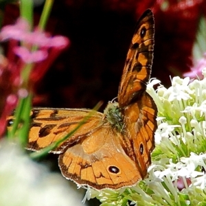 Heteronympha merope at Crooked Corner, NSW - 15 Dec 2022 12:48 PM