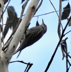 Climacteris erythrops (Red-browed Treecreeper) at Wollondilly Local Government Area - 28 Sep 2022 by GlossyGal