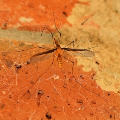 Leptotarsus (Macromastix) costalis (Common Brown Crane Fly) at Wodonga, VIC - 17 Dec 2022 by KylieWaldon