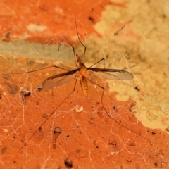 Leptotarsus (Macromastix) costalis (Common Brown Crane Fly) at Wodonga, VIC - 16 Dec 2022 by KylieWaldon