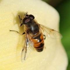 Eristalis tenax (Drone fly) at Wodonga - 16 Dec 2022 by KylieWaldon