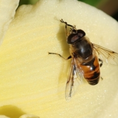 Eristalis tenax at Wodonga, VIC - 17 Dec 2022