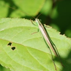 Conocephalus semivittatus (Meadow katydid) at Wodonga, VIC - 16 Dec 2022 by KylieWaldon