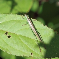 Conocephalus semivittatus at Wodonga, VIC - 17 Dec 2022