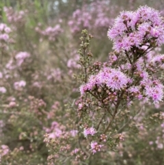 Kunzea parvifolia (Violet Kunzea) at Bungonia, NSW - 18 Oct 2022 by GlossyGal