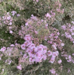 Kunzea parvifolia at Bungonia, NSW - 18 Oct 2022 12:20 PM