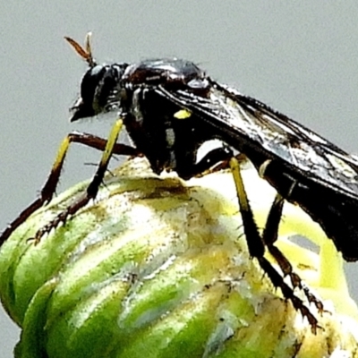 Daptolestes sp. (genus) (Robber Fly) at Crooked Corner, NSW - 16 Dec 2022 by Milly