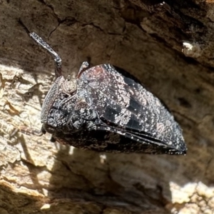 Platybrachys sp. (genus) at Ainslie, ACT - 15 Dec 2022