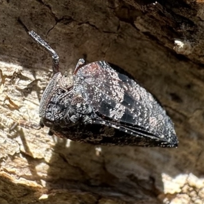 Platybrachys sp. (genus) (A gum hopper) at Ainslie, ACT - 15 Dec 2022 by Pirom