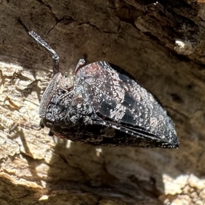 Platybrachys sp. (genus) (A gum hopper) at Mount Ainslie - 15 Dec 2022 by Pirom