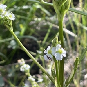 Alisma plantago-aquatica at Hackett, ACT - 16 Dec 2022