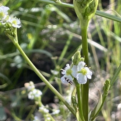 Alisma plantago-aquatica (Water Plantain) at Hackett, ACT - 16 Dec 2022 by JaneR