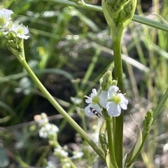 Alisma plantago-aquatica (Water Plantain) at Mount Majura - 16 Dec 2022 by JaneR