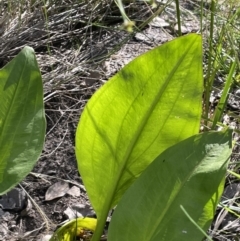 Alisma plantago-aquatica at Hackett, ACT - 16 Dec 2022 05:31 PM