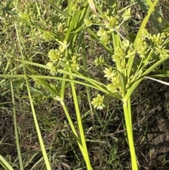 Cyperus eragrostis (Umbrella Sedge) at Hackett, ACT - 16 Dec 2022 by JaneR