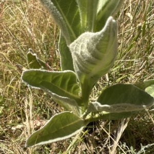 Verbascum thapsus subsp. thapsus at Aranda, ACT - 17 Dec 2022