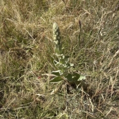 Verbascum thapsus subsp. thapsus at Aranda, ACT - 17 Dec 2022