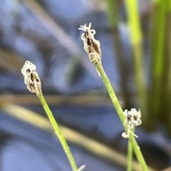 Eleocharis pusilla (Small Spike-rush) at Hackett, ACT - 16 Dec 2022 by JaneR