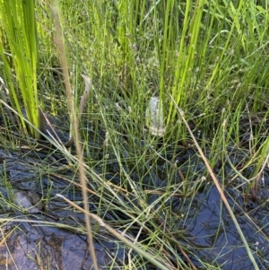 Eleocharis pusilla at Hackett, ACT - 16 Dec 2022