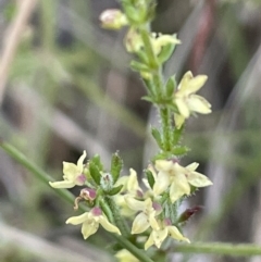 Galium gaudichaudii (Rough Bedstraw) at Mount Majura - 16 Dec 2022 by JaneR