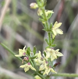 Galium gaudichaudii at Watson, ACT - 16 Dec 2022 06:05 PM