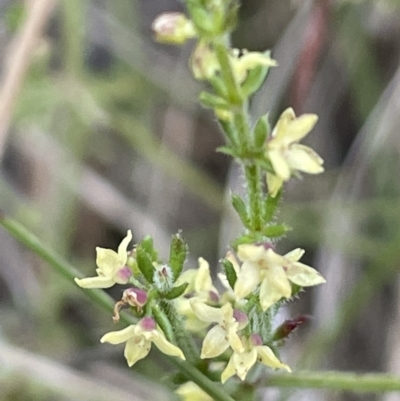 Galium gaudichaudii (Rough Bedstraw) at Mount Majura - 16 Dec 2022 by JaneR