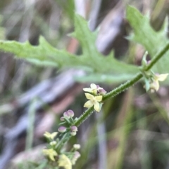 Galium gaudichaudii at Watson, ACT - 16 Dec 2022 06:05 PM