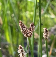 Eleocharis plana (Flat Spike-sedge) at Hackett, ACT - 16 Dec 2022 by JaneR