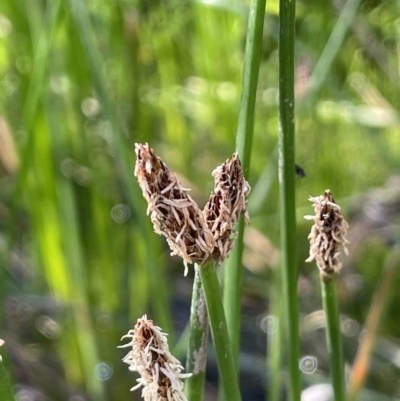 Eleocharis plana (Flat Spike-sedge) at Mount Majura - 16 Dec 2022 by JaneR