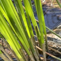 Eleocharis plana at Hackett, ACT - 16 Dec 2022 05:26 PM