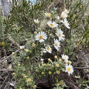 Olearia phlogopappa subsp. flavescens at Bimberi, NSW - 9 Dec 2022