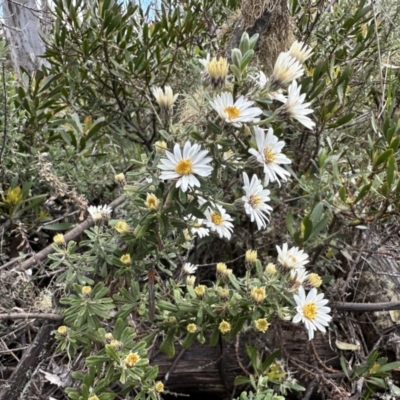 Olearia phlogopappa subsp. flavescens (Dusty Daisy Bush) at Bimberi Nature Reserve - 9 Dec 2022 by Pirom