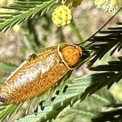 Ellipsidion humerale (Common Ellipsidion) at Ainslie, ACT - 15 Dec 2022 by Pirom