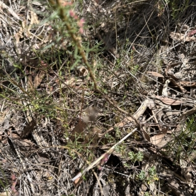 Olearia tenuifolia (Narrow-leaved Daisybush) at Aranda Bushland - 17 Dec 2022 by lbradley